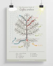 The Nutrient Cycle of Coffea Arabica Poster - SCA