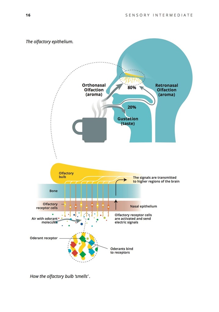 Sensory Intermediate - Ida Steen - Coffee Sensory Skills

