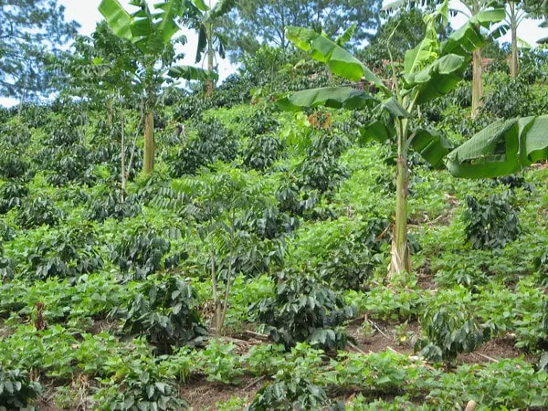 Honduras-Pacas.webp