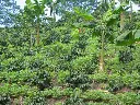 Honduras-Pacas.webp