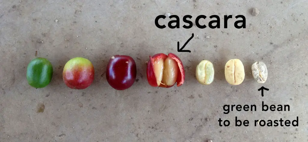 cascara-diagram.webp