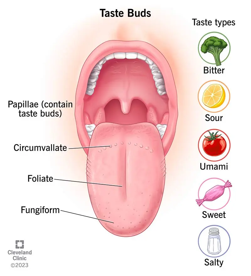 taste-buds and basic tastes.webp