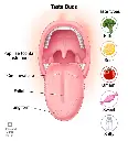 taste-buds and basic tastes.webp