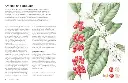 The World Atlas of Coffee 3rd edition 3.webp