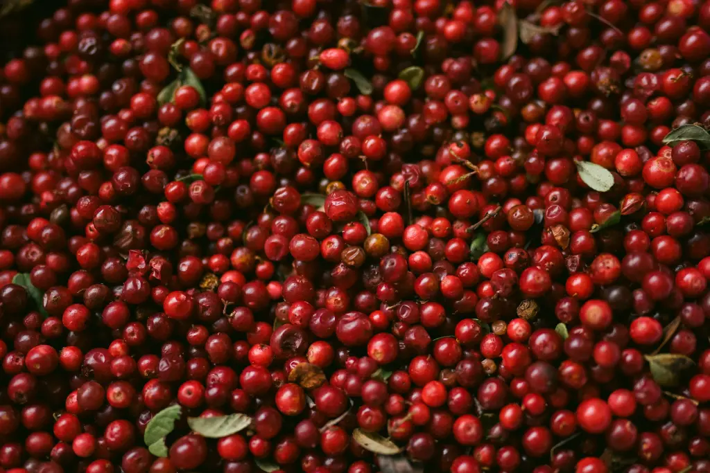 unsplash_cJs5dddQnFQ_coffee cherries.webp