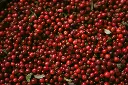 unsplash_cJs5dddQnFQ_coffee cherries.webp
