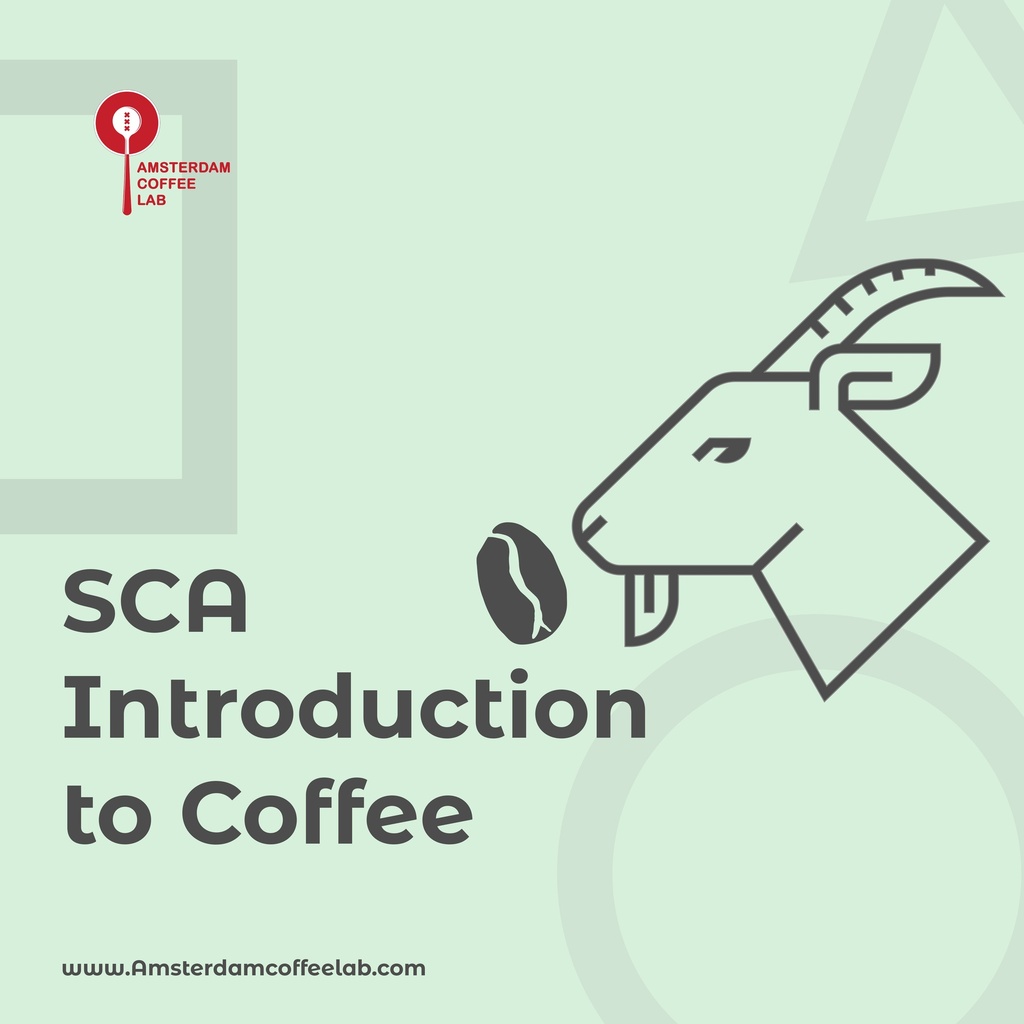 SCA Introduction to Coffee
