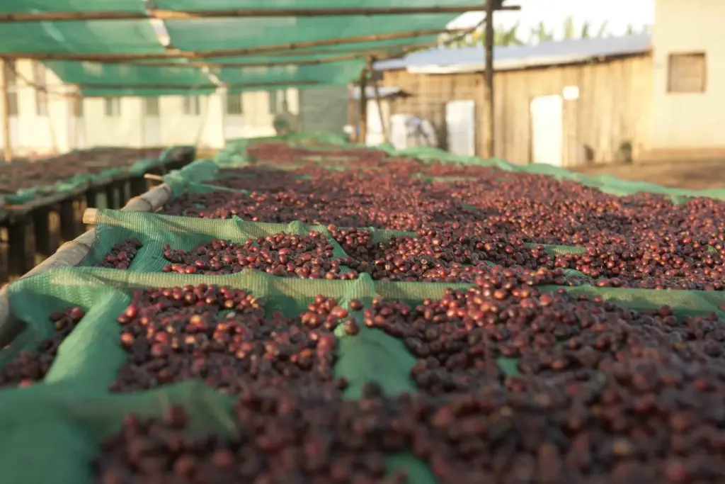 Ethiopia Guji Dimtu Tero (Natural)
