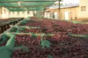 Ethiopia Guji Dimtu Tero (Natural)