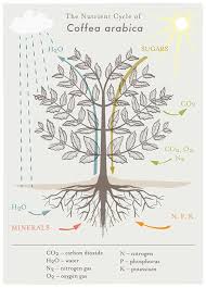 The Nutrient Cycle of Coffea Arabica Poster - SCA