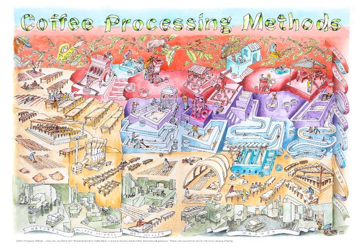 Coffee Processing Methods Poster