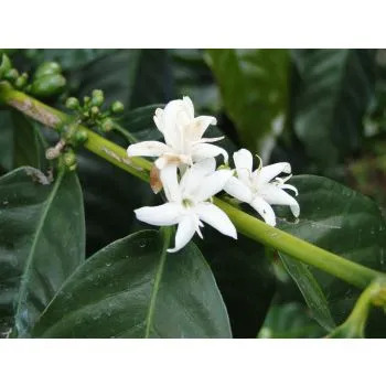 VC blend - Vanille & Caramel