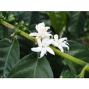 VC blend - Vanille & Caramel