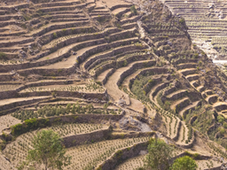 Yemen - Senan Abdullah Al-Khoulani - Natural 200gr