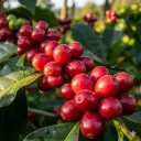 Guatemala Geisha - Finca Inferno - Anaerobic Natural